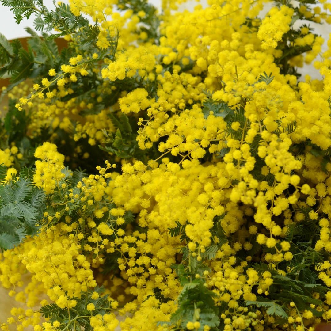 お好みの本数指定】ミモザの花束｜青山花茂本店