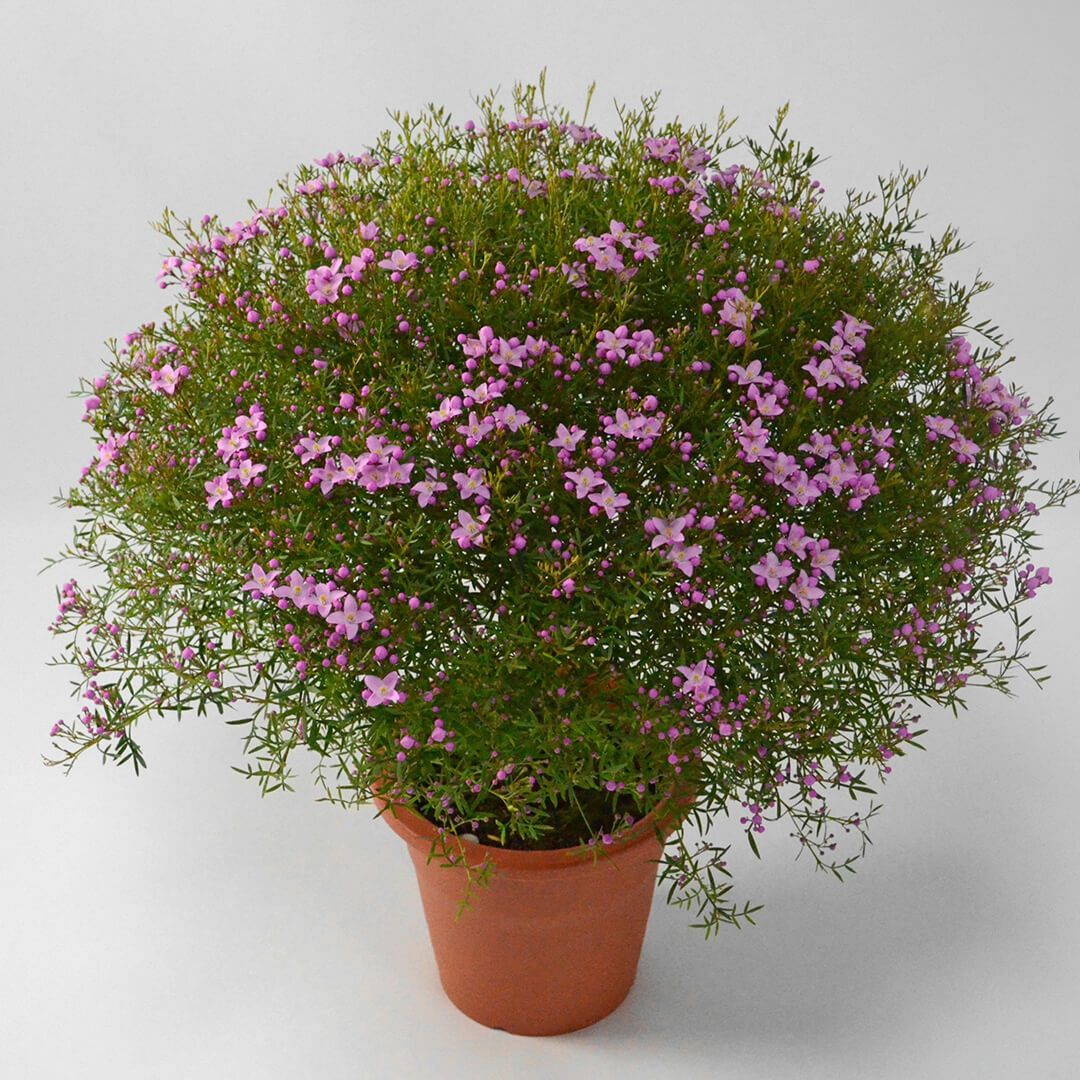 ボロニアピナータ