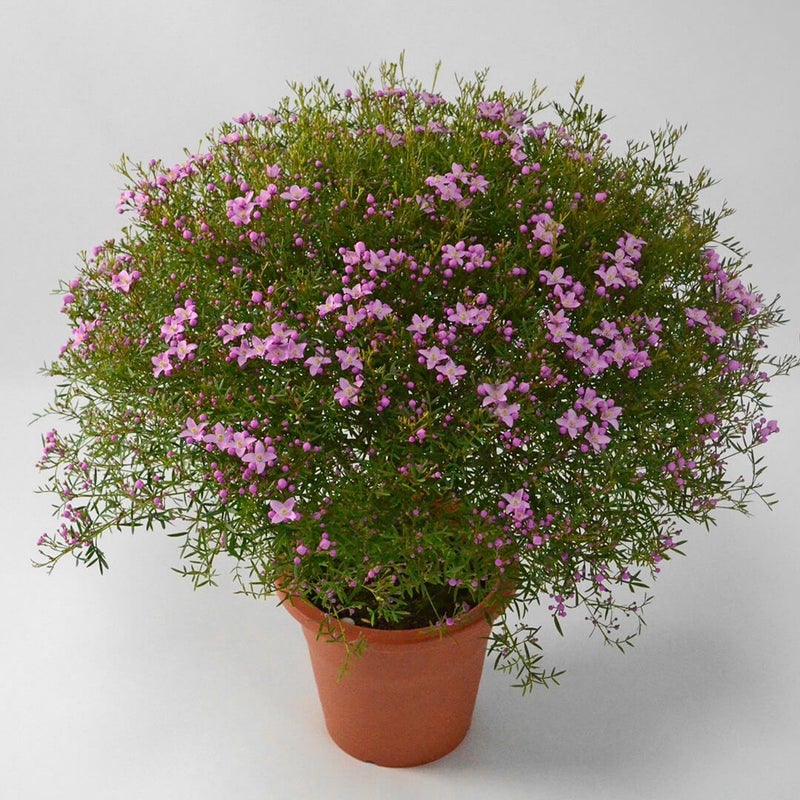 ボロニアピナータ