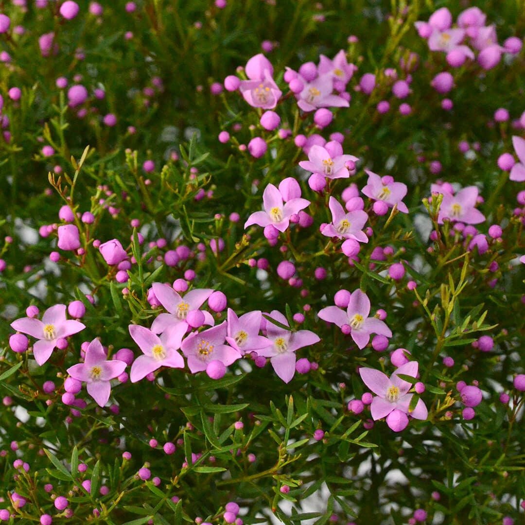 ボロニアピナータ