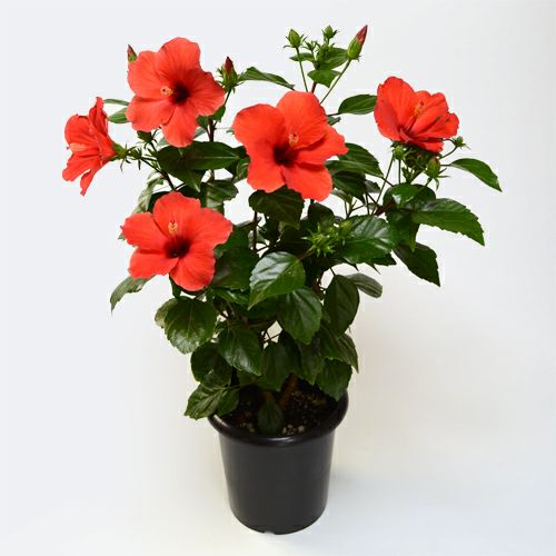 ハイビスカス（赤）｜青山花茂本店