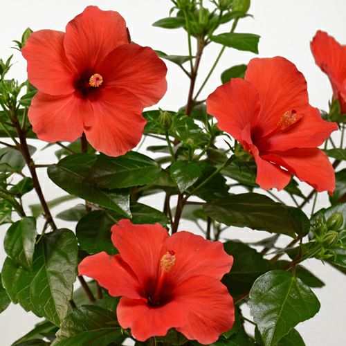 ハイビスカス（赤）｜青山花茂本店