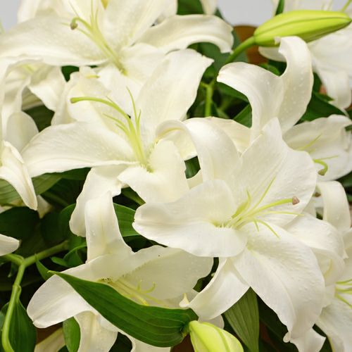 カサブランカの花束｜青山花茂本店