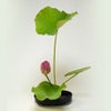 蓮いけばな花材
