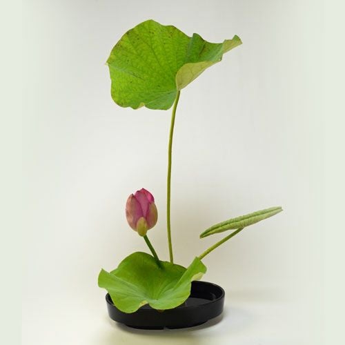 蓮いけばな花材