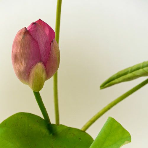 蓮いけばな花材