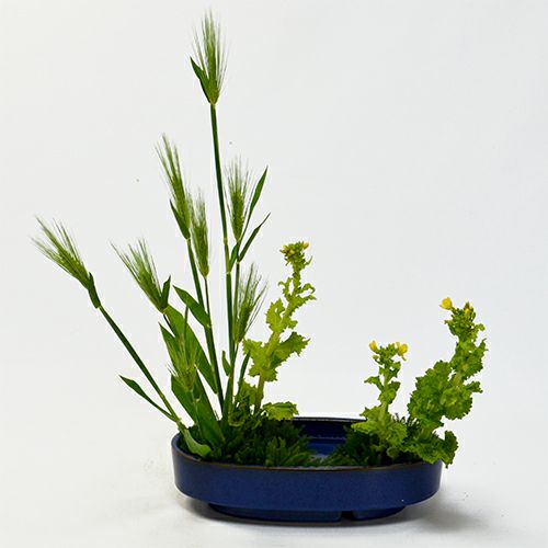 麦いけばな花材＜麦・菜の花・立日蔭＞