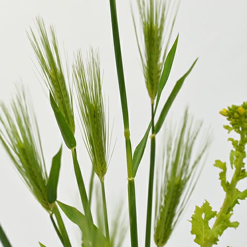 麦いけばな花材＜麦・菜の花・立日蔭＞