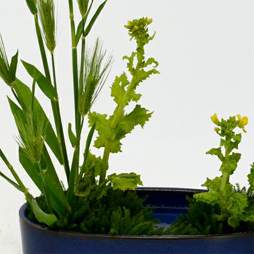 麦いけばな花材＜麦・菜の花・立日蔭＞