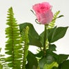 いけばな花材<玉羊歯・バラ>