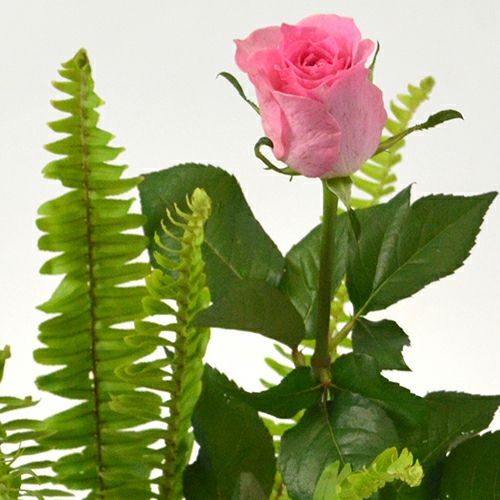 いけばな花材<玉羊歯・バラ>