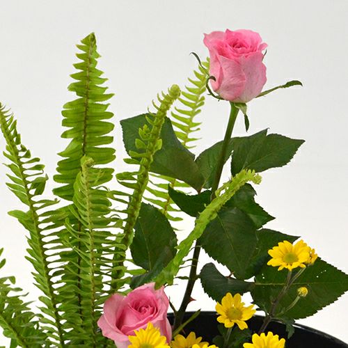 いけばな花材<玉羊歯・バラ・小菊>