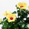 黄色いハイビスカスの鉢植え