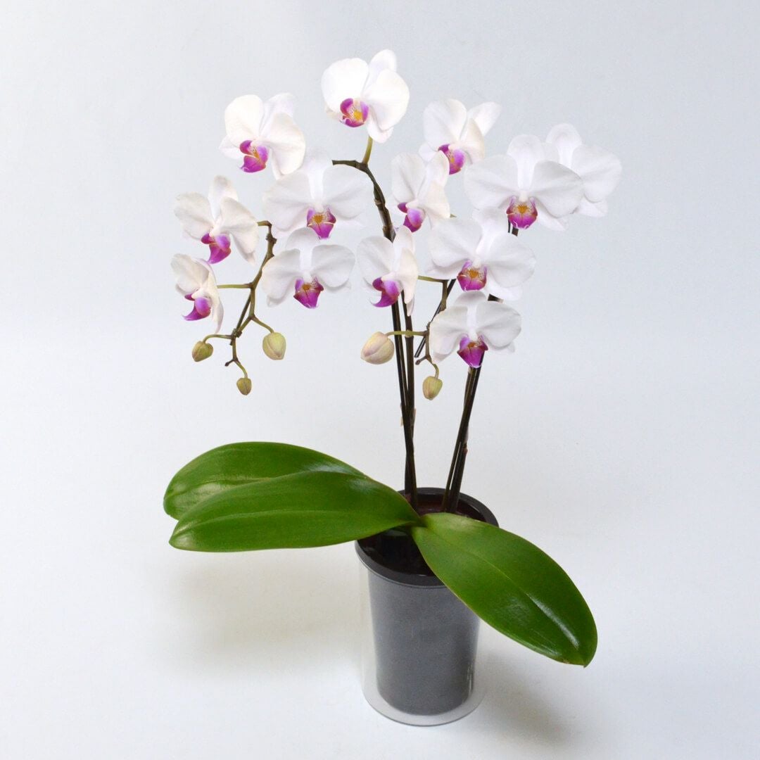 胡蝶蘭・蘭鉢を選ぶ｜AOYAMA HANAMO ・ フラワーギフト通販