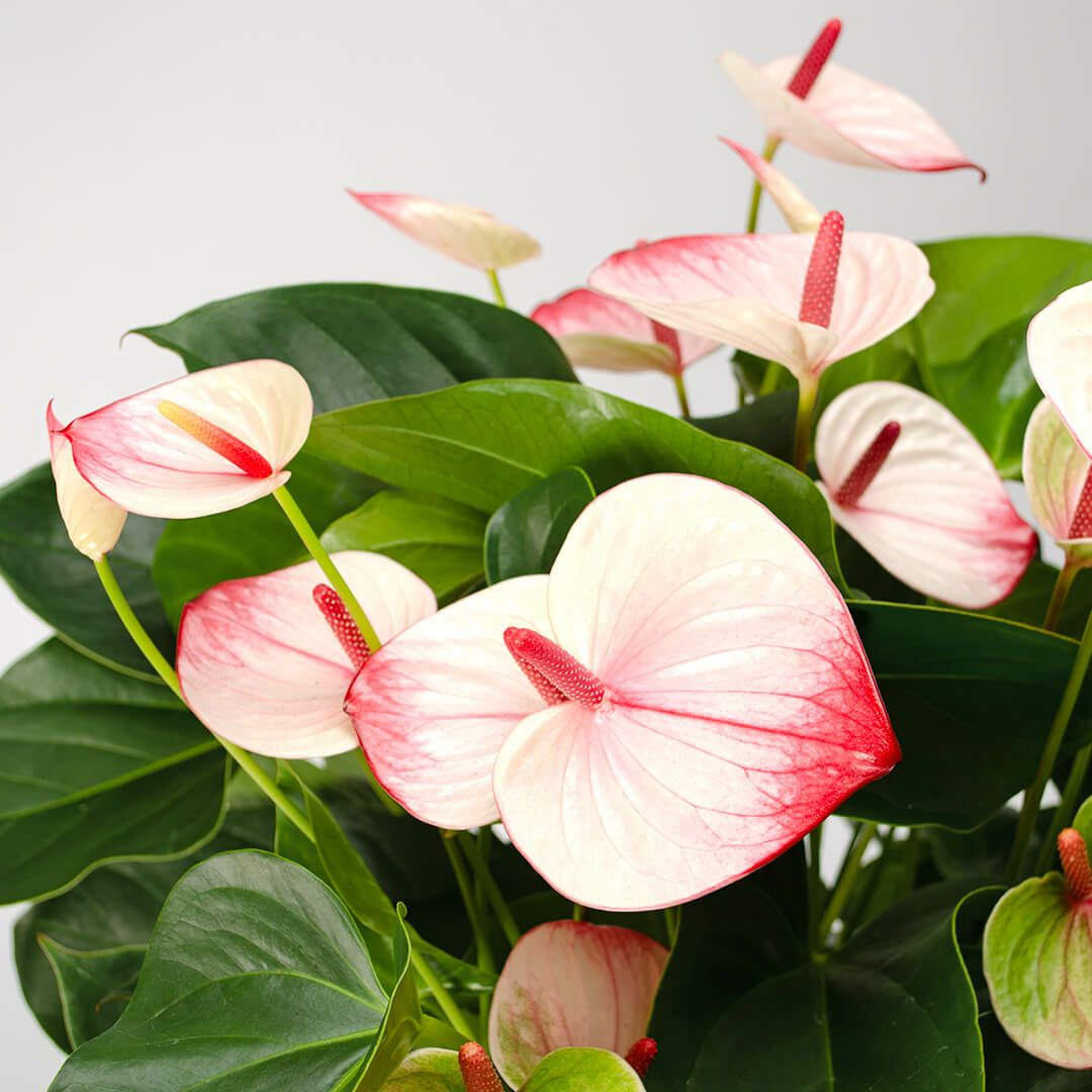 アンスリウム＜ミスティーク＞｜青山花茂本店