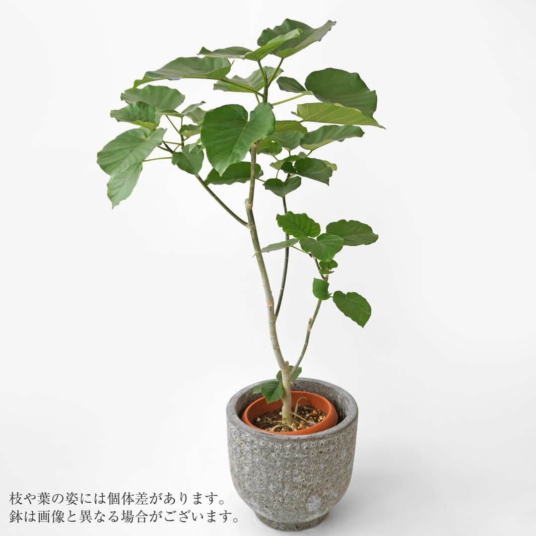 フィカス・ウンベラータ・鉢カバー入り｜青山花茂本店