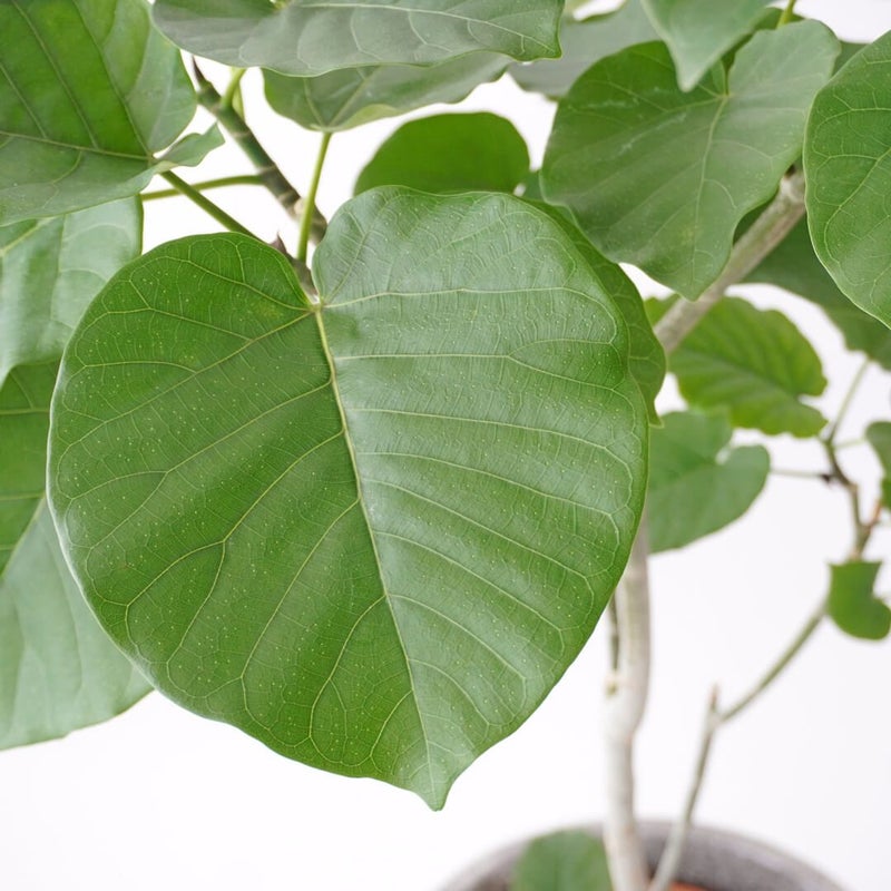 フィカス・ウンベラータ