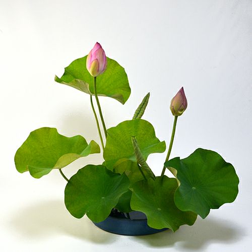 蓮いけばな花材 蓮花二輪・巻葉二枚・葉七枚（花つれづれ水ものの号No