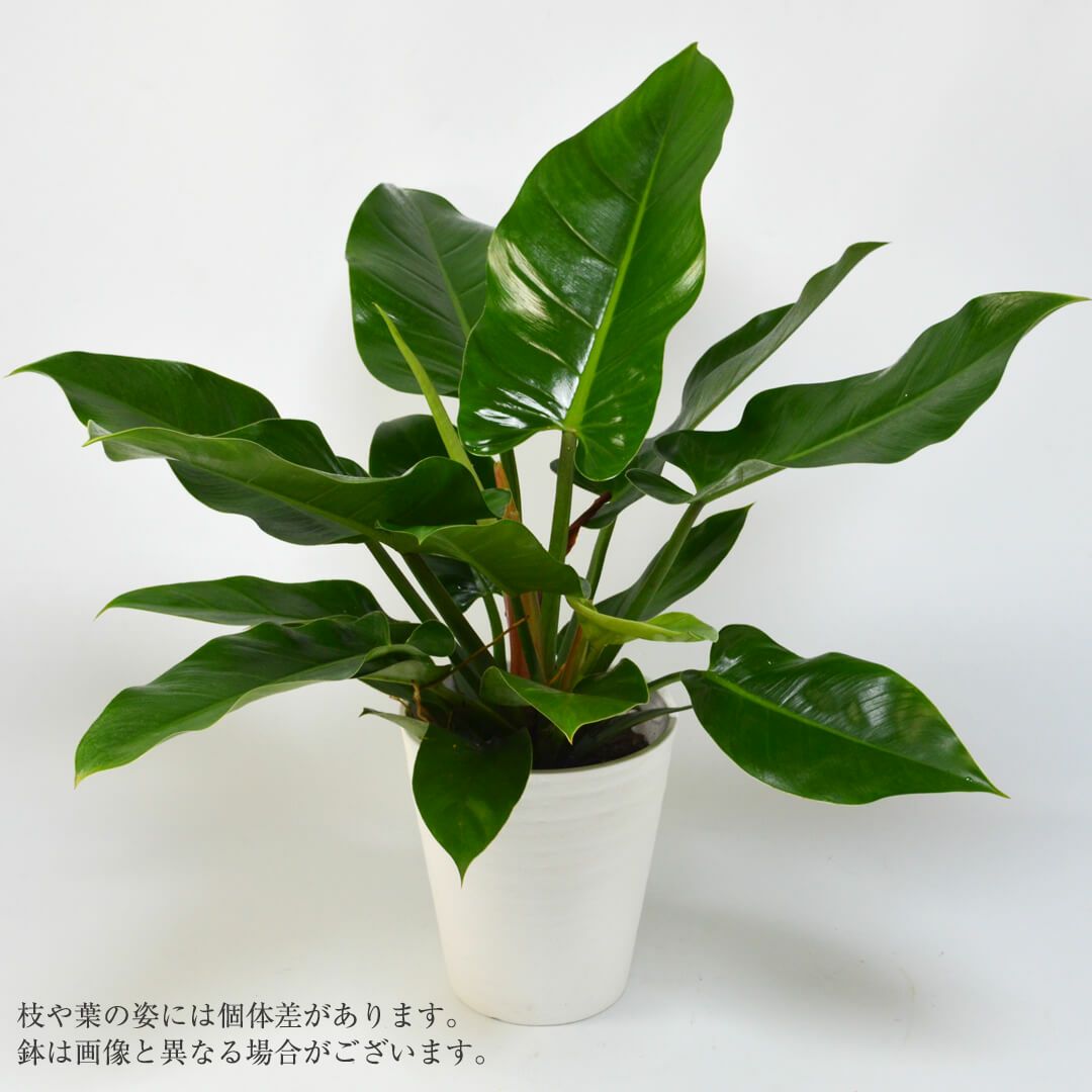 フィロデンドロン・インペリアルグリーン｜青山花茂本店