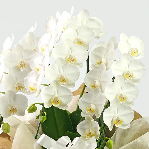 ミディ胡蝶蘭＜アマビリス＞（中輪・白・3本立・ご供花用）｜青山花茂本店