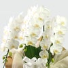ミディ胡蝶蘭＜アマビリス＞（中輪・白・3本立・ご供花用）