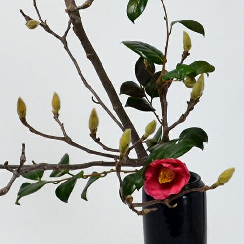 早春いけばな花材<白木蓮・椿>