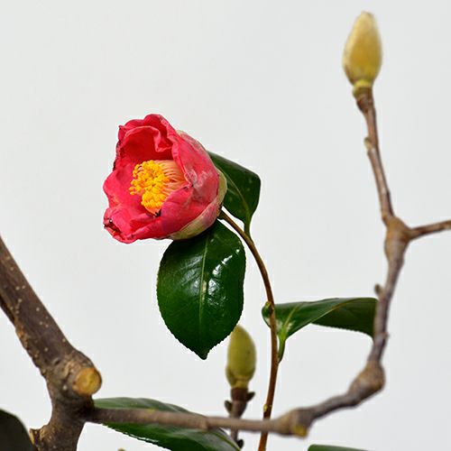 早春いけばな花材<白木蓮・椿>