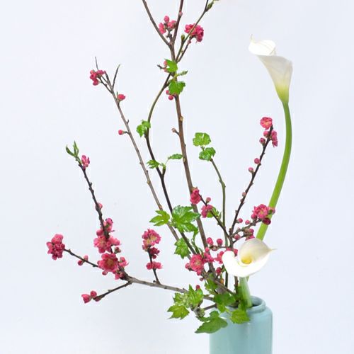 花桃いけばな花材＜桃・芽出し木苺・カラー＞