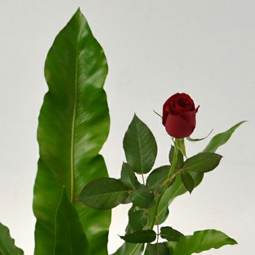 いけばな花材<谷渡り・バラ>