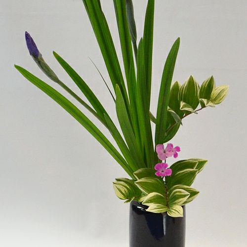 初夏のいけばな花材<花菖蒲・鳴子百合・撫子>