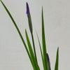 初夏のいけばな花材<花菖蒲・鳴子百合・撫子>