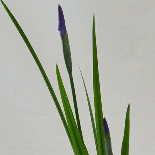 初夏のいけばな花材<花菖蒲・鳴子百合・撫子>