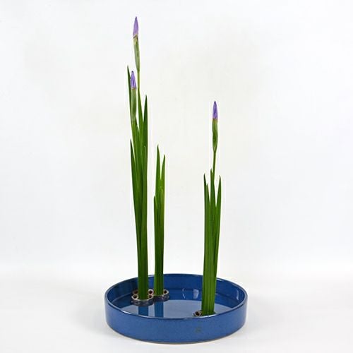 初夏のいけばな花材<花菖蒲一種・三株>