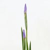 初夏のいけばな花材<花菖蒲一種・三株>