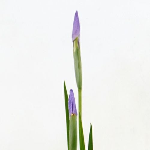 初夏のいけばな花材<花菖蒲一種・三株>