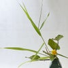 河骨いけばな花材＜河骨・葦＞