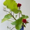蓮いけばな花材＜野薔薇・蓮葉・鶏頭＞