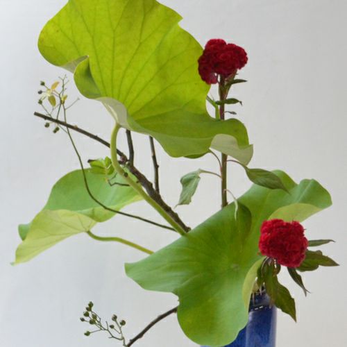 蓮いけばな花材＜野薔薇・蓮葉・鶏頭＞