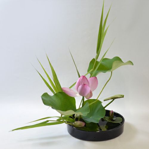 蓮いけばな花材＜蓮花一輪・葉一枚・巻葉三枚・睡蓮・葦＞