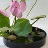 蓮いけばな花材＜蓮花一輪・葉一枚・巻葉三枚・睡蓮・葦＞