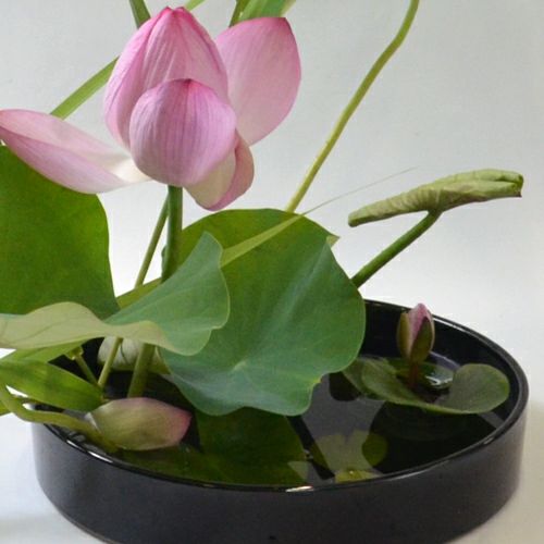蓮いけばな花材＜蓮花一輪・葉一枚・巻葉三枚・睡蓮・葦＞