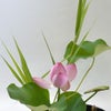 蓮いけばな花材＜蓮花一輪・葉一枚・巻葉三枚・睡蓮・葦＞
