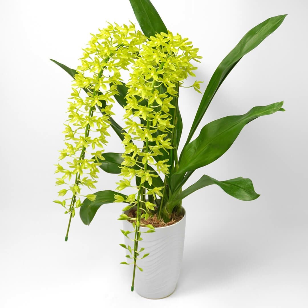 グラマトフィラム＜ヒヒマヌ＞（2本立）｜青山花茂本店