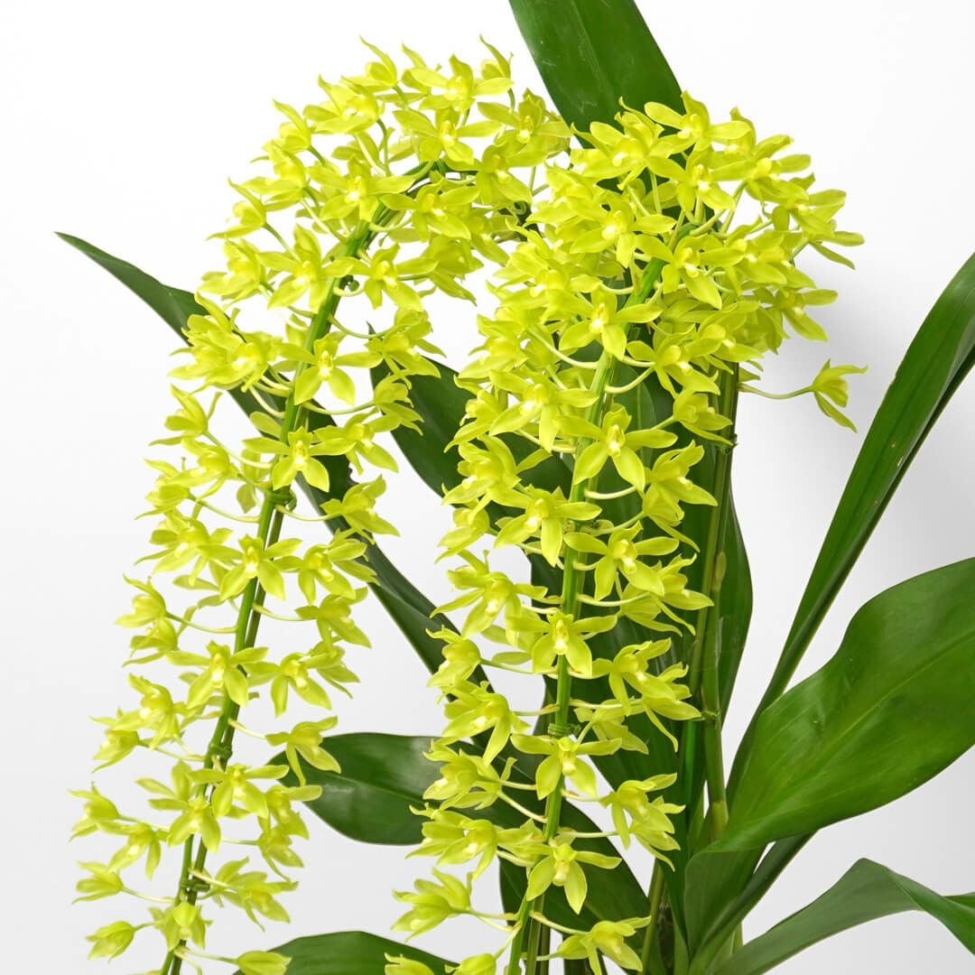 グラマトフィラム＜ヒヒマヌ＞（2本立）｜青山花茂本店