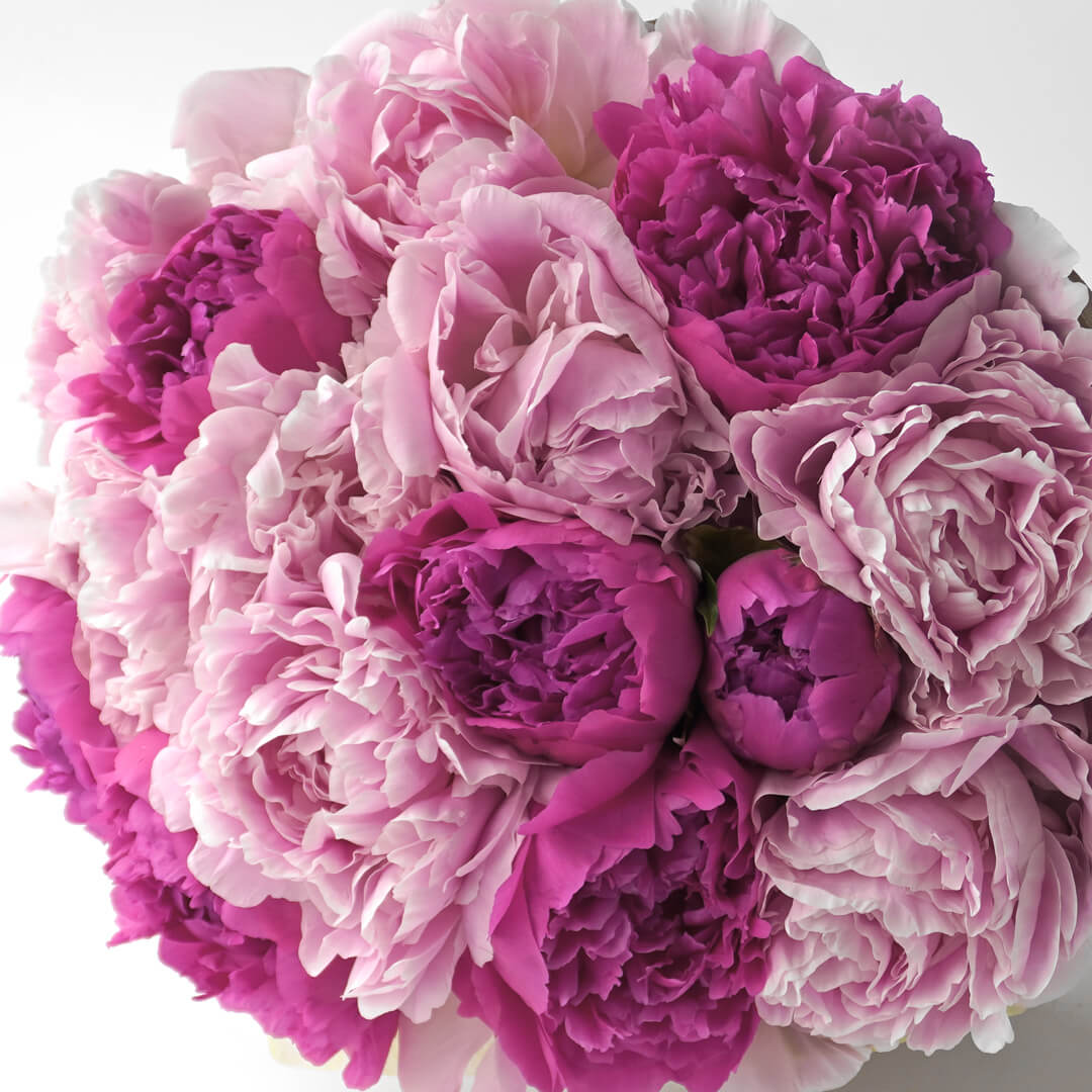 ピンクの芍薬の花束（15本）