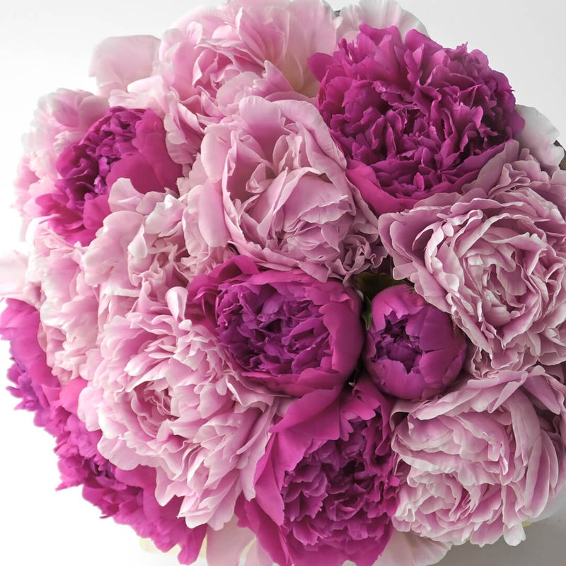 ピンクの芍薬の花束（15本）