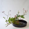 晩秋のいけばな花材＜野薔薇・紅葉木苺・小菊＞