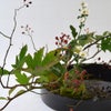 晩秋のいけばな花材＜野薔薇・紅葉木苺・小菊＞