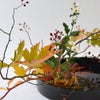 晩秋のいけばな花材＜野薔薇・紅葉木苺・小菊＞