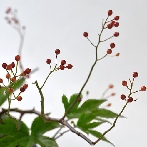 晩秋のいけばな花材＜野薔薇・紅葉木苺・小菊＞